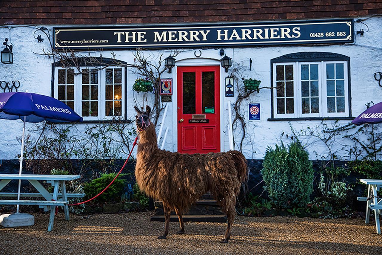 The Merry Harriers Bed & Breakfast Godalming Exterior foto